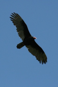 PUERTO RICO BIRDS Banner