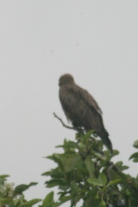 RWANDA BIRDS Banner