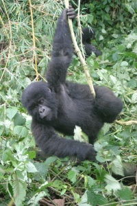 RWANDA NATURE Banner