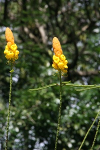 ST LUCIA NATURE Banner