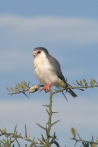 TANZANIA BIRDS Banner