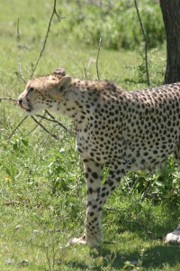 TANZANIA SERENGETI Banner