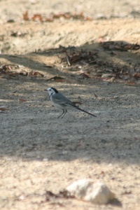 UAE BIRDS Banner