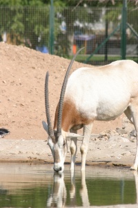 UAE NATURE Banner