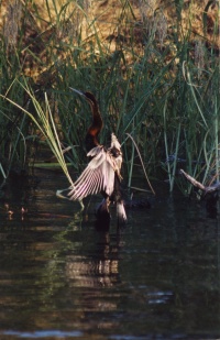 VIC FALLS BIRDS Banner