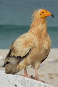 YEMEN BIRDS Banner