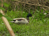 Mallard (Anas platyrhynchos)