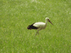 European White Stork (Ciconia ciconia ciconia)