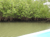 Red Mangrove (Rhizophora mangle)