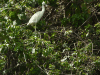 Little Blue Heron (Egretta caerulea)