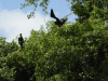 Magnificent Frigatebird (Fregata magnificens)