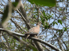 Zenaida Dove (Zenaida aurita)