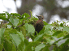 Hispaniolan Woodpecker (Melanerpes striatus)