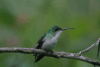 Andean Emerald (Uranomitra franciae)