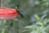 Long-tailed Sylph (Aglaiocercus kingii)