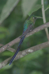 Long-tailed Sylph (Aglaiocercus kingii)