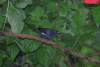 White-sided Flowerpiercer (Diglossa albilatera)