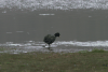 Andean Coot (Fulica ardesiaca)