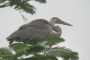 Galápagos Great Blue Heron (Ardea herodias cognata)