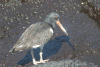 Galápagos Oystercatcher (Haematopus palliatus galapagensis)