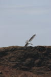 Diving Blue-footed Boobie