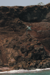 Diving Blue-footed Boobie