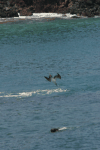 Diving Blue-footed Boobie