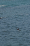 Diving Blue-footed Boobie