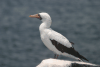 Nazca Booby (Sula granti)