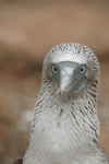 Closeup Galápagos Blue-footed Booby