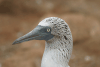 Closeup Galápagos Blue-footed Booby