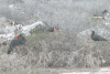 Frigatebird Colony Displaying Males