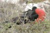 Male Frigatebird Displaying Throat