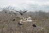 Frigatebird Colony