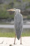 Galápagos Great Blue Heron (Ardea herodias cognata)