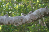 Sand-colored Nighthawk (Chordeiles rupestris)