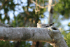 Sand-colored Nighthawk (Chordeiles rupestris)