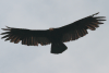 Greater Yellow-headed Vulture (Cathartes melambrotus)