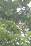 Scarlet Macaw (Ara macao)