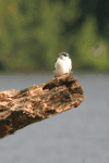 White-winged Swallow (Tachycineta albiventer)