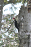 Crimson-crested Woodpecker (Campephilus melanoleucos)