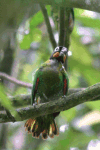 Orange-cheeked Parrot (Pyrilia barrabandi)