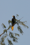 Crested Oropendola (Psarocolius decumanus)