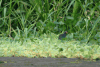 American Purple Gallinule (Porphyrio martinicus)