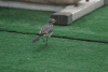 White Wagtail (Motacilla alba)