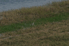 Western Purple Heron (Ardea purpurea purpurea)