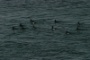 Tufted Duck (Aythya fuligula)