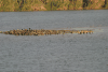 Cormorants Small Sand Bank