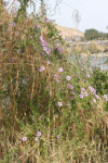 Flowering Vine Climbing Grasses