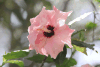 Hibiscus (Hibiscus sp.)